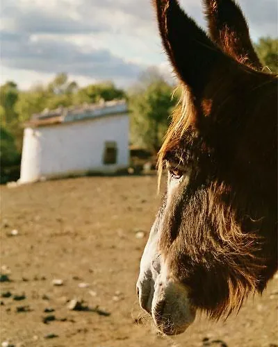 بيت ضيافة Casas Campo Cimo Da Quinta